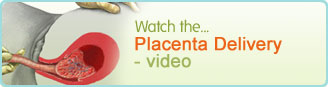 Animación de parto de placenta