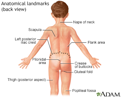 Anatomical landmarks adult – back