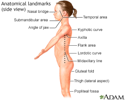 Anatomical landmarks adult - side