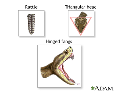 Defining rattlesnake features