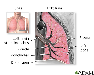 Lung anatomy