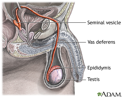 Pathway of sperm