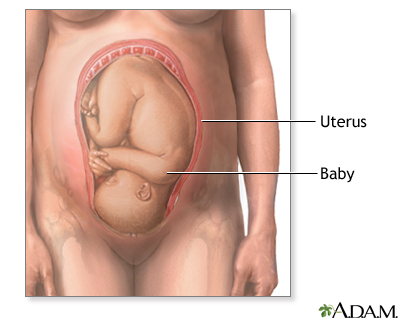 Normal Fetal Position