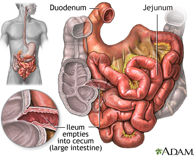 Small intestine