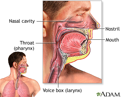 Upper respiratory tract