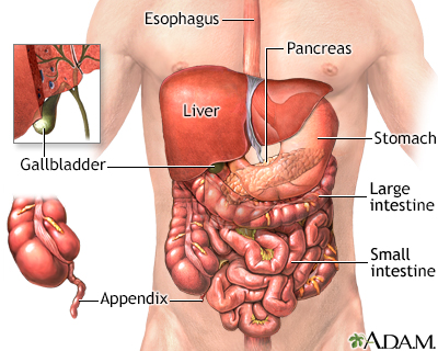 Abdominal organs