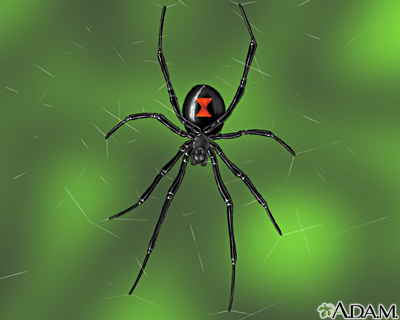 Black widow spider