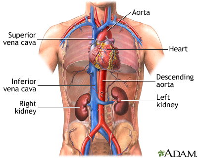 Kidney function