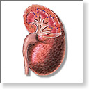 Esophagogastroduodenoscopy (EGD)