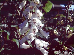 Foxglove (Digitalis purpurea)