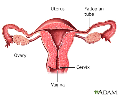 Normal uterine anatomy (cut section)