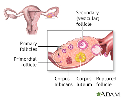 Follicle development