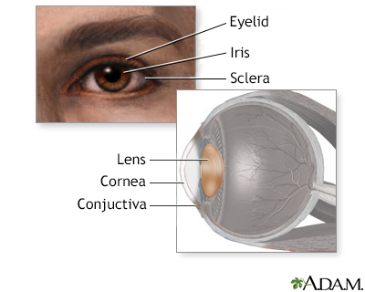 Eye lens anatomy