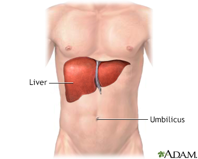 Liver