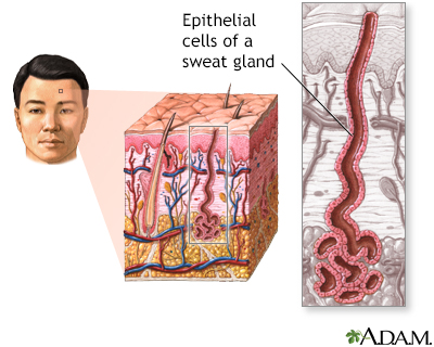 Epithelial cells