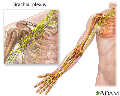 Brachial plexus