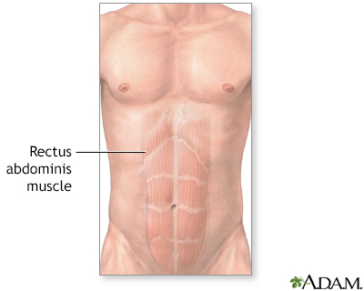 Abdominal muscles