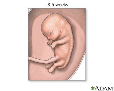 Fetus at 8.5 weeks