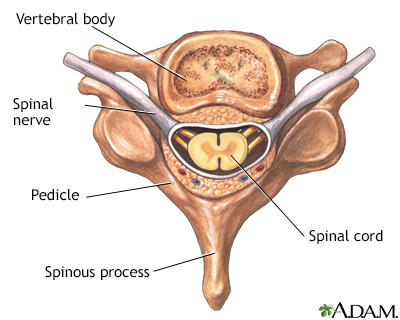 Vertebra and spinal nerves