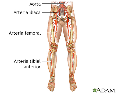 Vasos sanguíneos de la pierna
